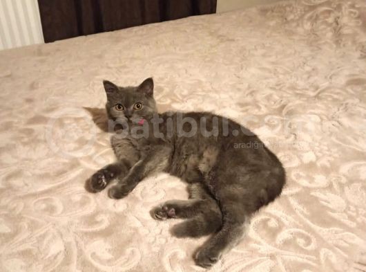 Dişi British Shorthair