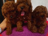 Teacup Ve Toy Dark Red Brown Yavrularimiz