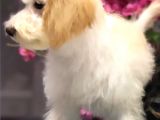 Altın Sarısı Kulaklı Beyaz Maltipoo