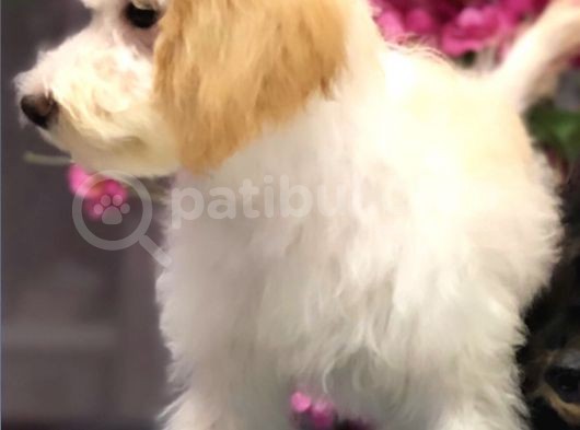 Altın Sarısı Kulaklı Beyaz Maltipoo görsel