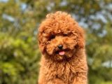 Safkan Red Toy Poodle Bebekler