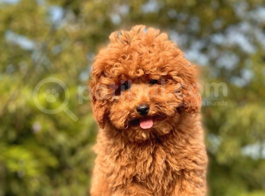 Safkan Red Toy Poodle Bebekler görsel