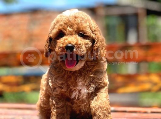Show Kali̇te Toy Poodle Bebekler görsel