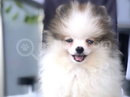 Kaliteli Kürklü Beyaz Pomeranian Yavrular