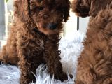 Safkan Red Brown Toy Poodle Yavrular