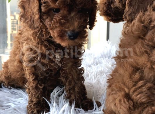 Safkan Red Brown Toy Poodle Yavrular görsel