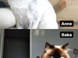 Chincilla Bebekler Hazır