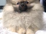 Kaliteli Kürklü Beyaz Pomeranian Yavrular