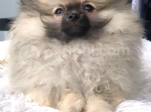 Kaliteli Kürklü Beyaz Pomeranian Yavrular görsel