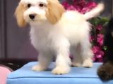 Altın Sarısı Kulaklı Beyaz Maltipoo