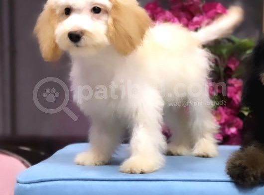 Altın Sarısı Kulaklı Beyaz Maltipoo görsel