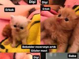 Chincilla Bebekler Hazır