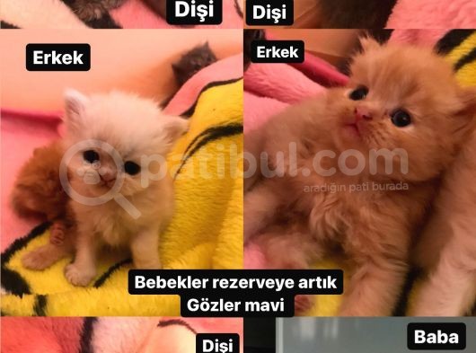 Chincilla Bebekler Hazır