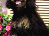 Safkan Phantom Poodle