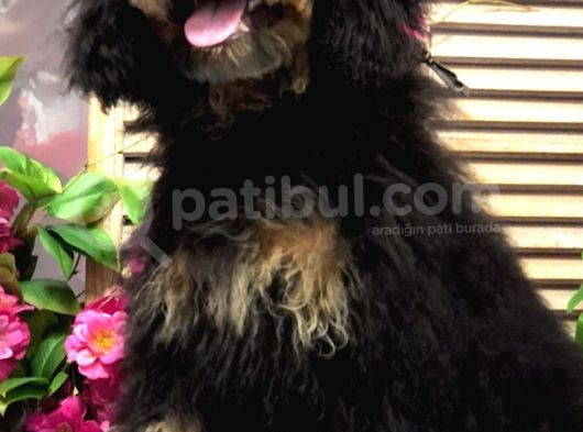 Safkan Phantom Poodle görsel