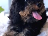 Safkan Phantom Poodle