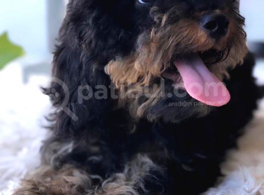 Safkan Phantom Poodle görsel