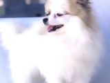 Kaliteli Kürklü Beyaz Pomeranian Yavrular