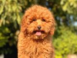 Safkan Red Toy Poodle Bebekler