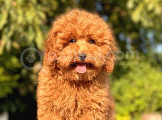 Safkan Red Toy Poodle Bebekler görsel