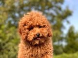 Safkan Red Toy Poodle Bebekler