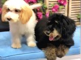 Altın Sarısı Kulaklı Beyaz Maltipoo
