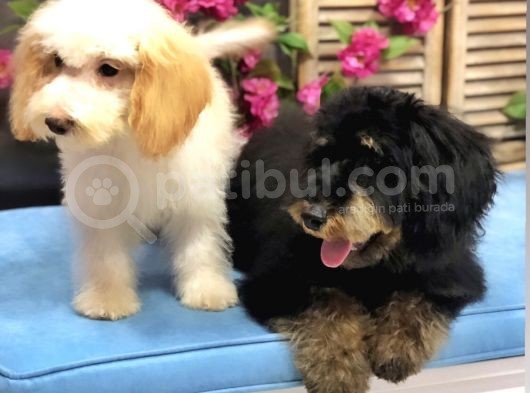 Altın Sarısı Kulaklı Beyaz Maltipoo görsel