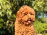 Safkan Red Toy Poodle Bebekler