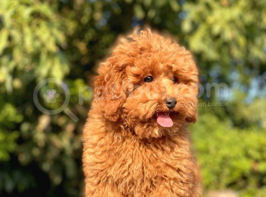 Safkan Red Toy Poodle Bebekler görsel