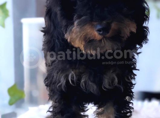 Safkan Phantom Poodle görsel
