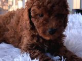 Safkan Red Brown Toy Poodle Yavrular