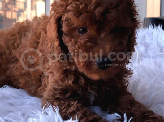 Safkan Red Brown Toy Poodle Yavrular