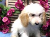 Altın Sarısı Kulaklı Beyaz Maltipoo