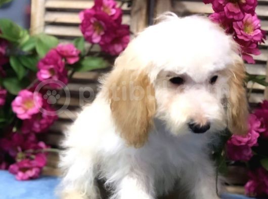 Altın Sarısı Kulaklı Beyaz Maltipoo görsel