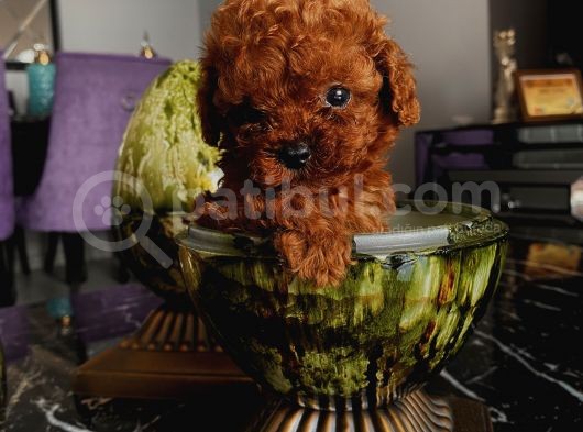 Teacup Ve Toy Dark Red Brown Yavrularimiz görsel