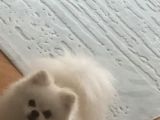 Orjinal Ayı Surat