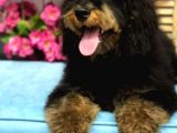 Safkan Phantom Poodle