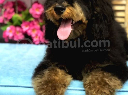 Safkan Phantom Poodle