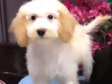Altın Sarısı Kulaklı Beyaz Maltipoo
