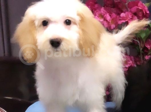 Altın Sarısı Kulaklı Beyaz Maltipoo