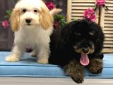 Safkan Phantom Poodle