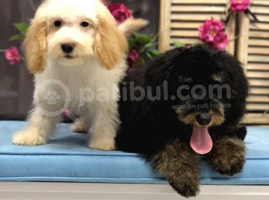 Safkan Phantom Poodle görsel