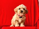 Orji̇nal Malti̇po Yavrular