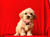 Orji̇nal Malti̇po Yavrular
