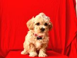 Orji̇nal Malti̇po Yavrular