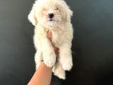 Vecihi Kar Topu Mini Maltes