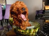 Teacup Ve Toy Dark Red Brown Yavrularimiz