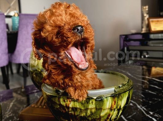 Teacup Ve Toy Dark Red Brown Yavrularimiz görsel