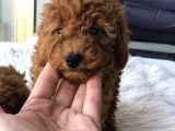 Safkan Red Brown Toy Poodle Yavrular