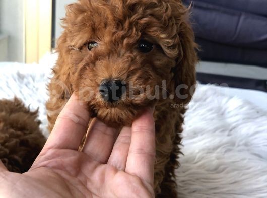 Safkan Red Brown Toy Poodle Yavrular görsel